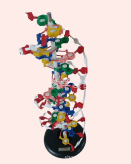 DNA Structure Model