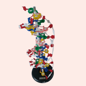 DNA Structure Model